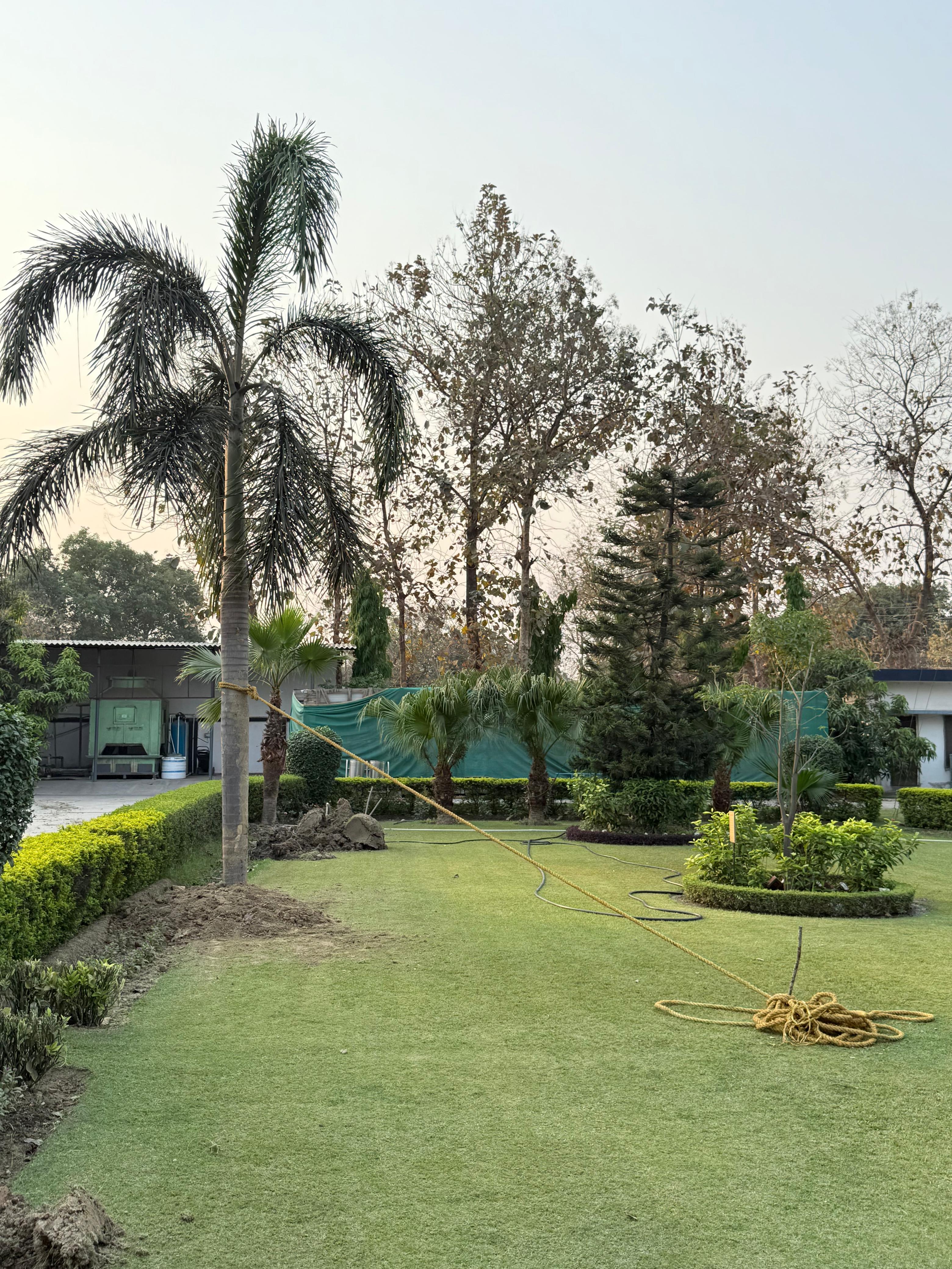 A relocated palm tree staked and replanted at Triveni's facility after construction work
